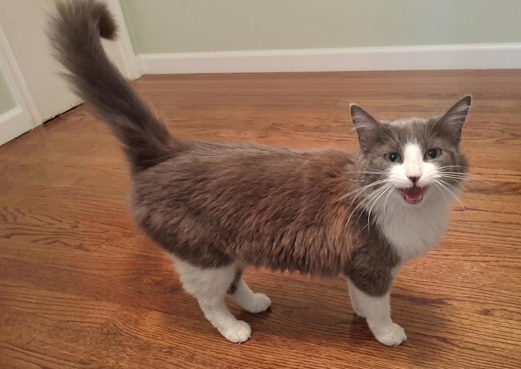 Enlarge Misty, an adopted Domestic Medium Hair in Lynchburg, VA image 2/5