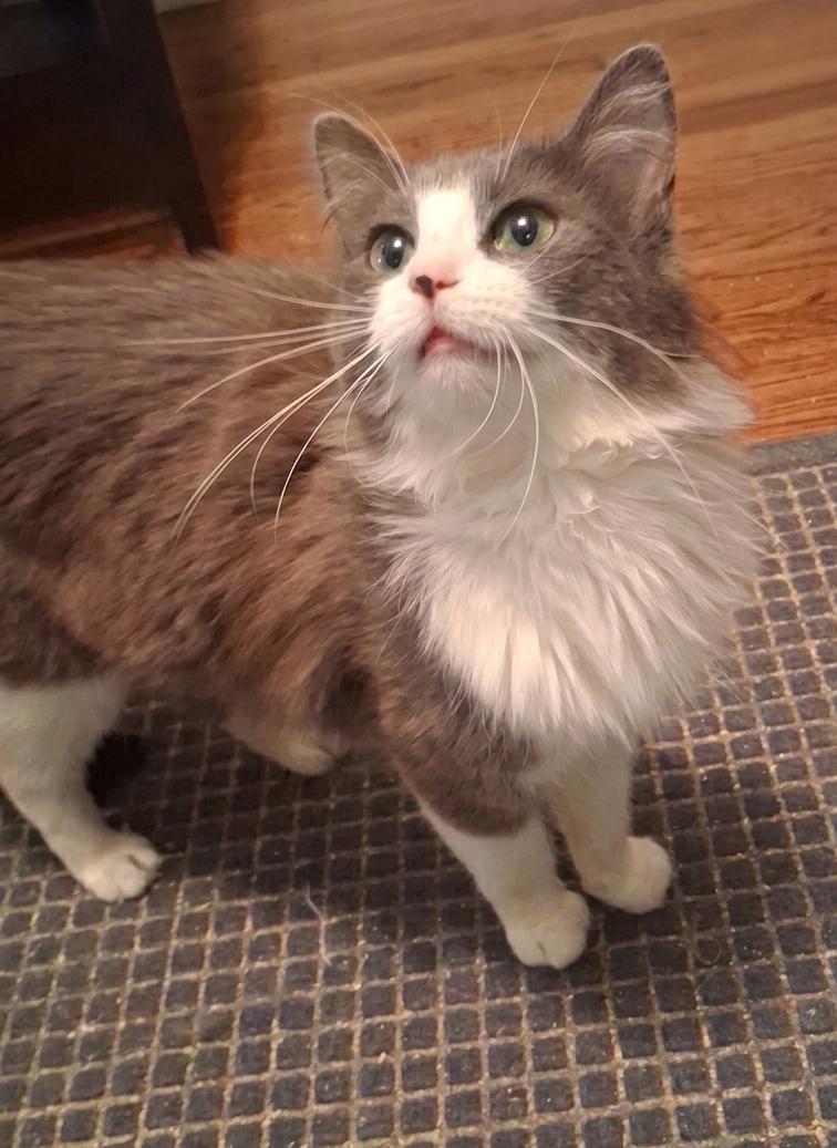 Enlarge Misty, an adopted Domestic Medium Hair in Lynchburg, VA image 4/5