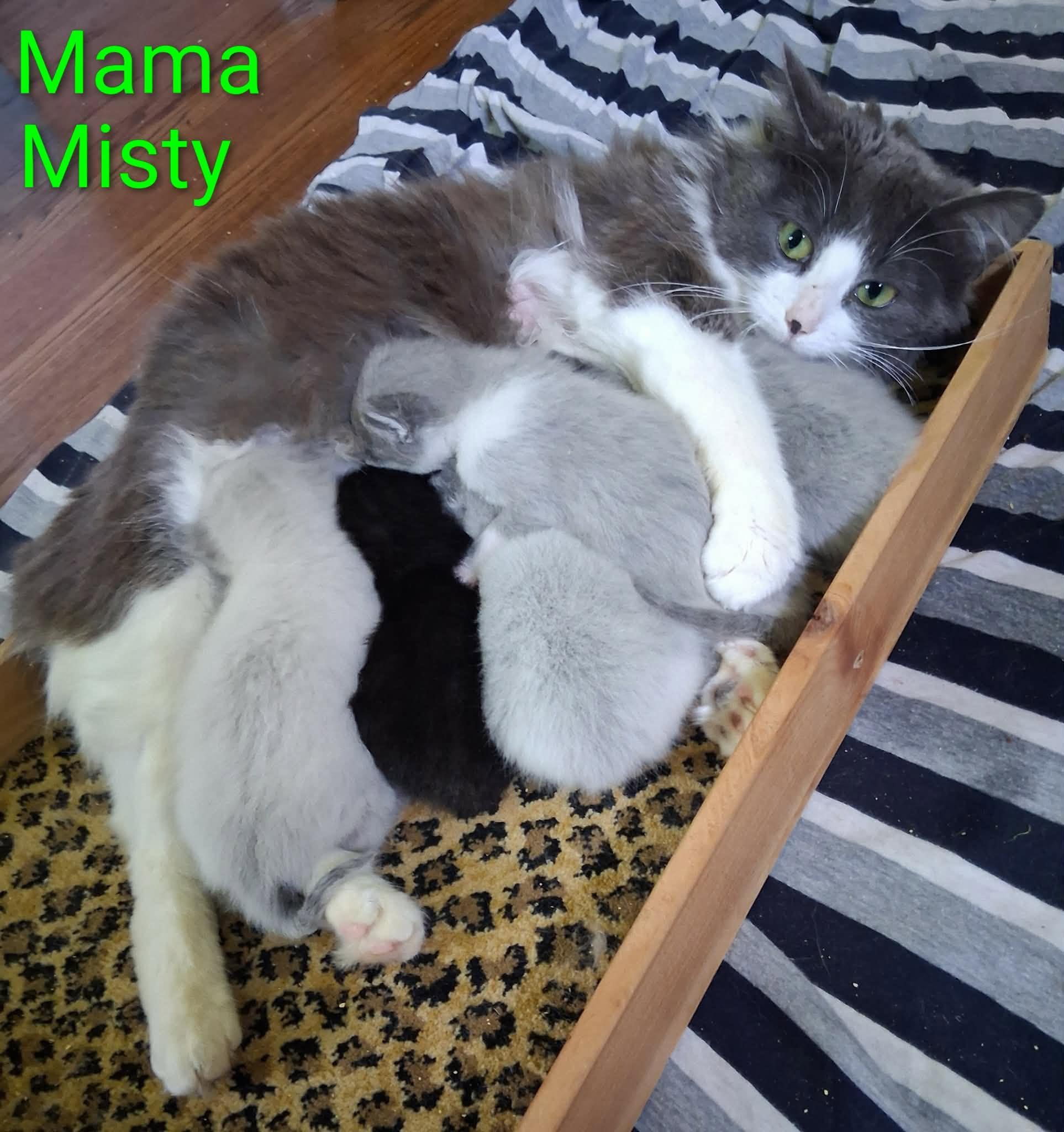 Enlarge Misty, an adopted Domestic Medium Hair in Lynchburg, VA image 3/5