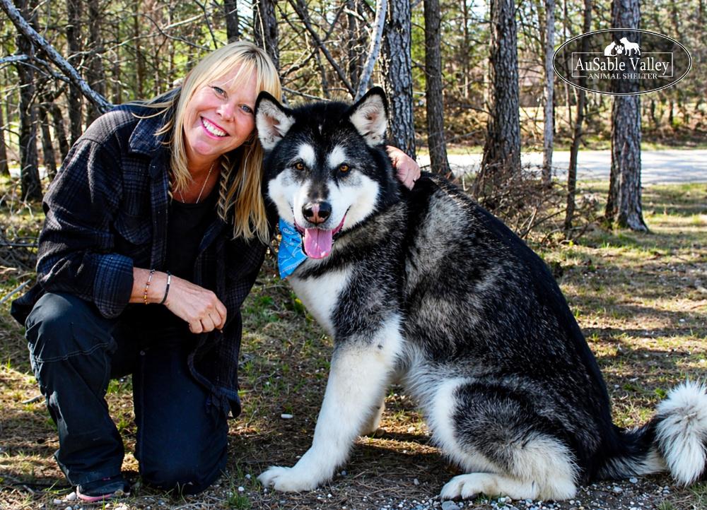 Rocket, a Adoptable Alaskan Malamute in Grayling, MI image 3/6