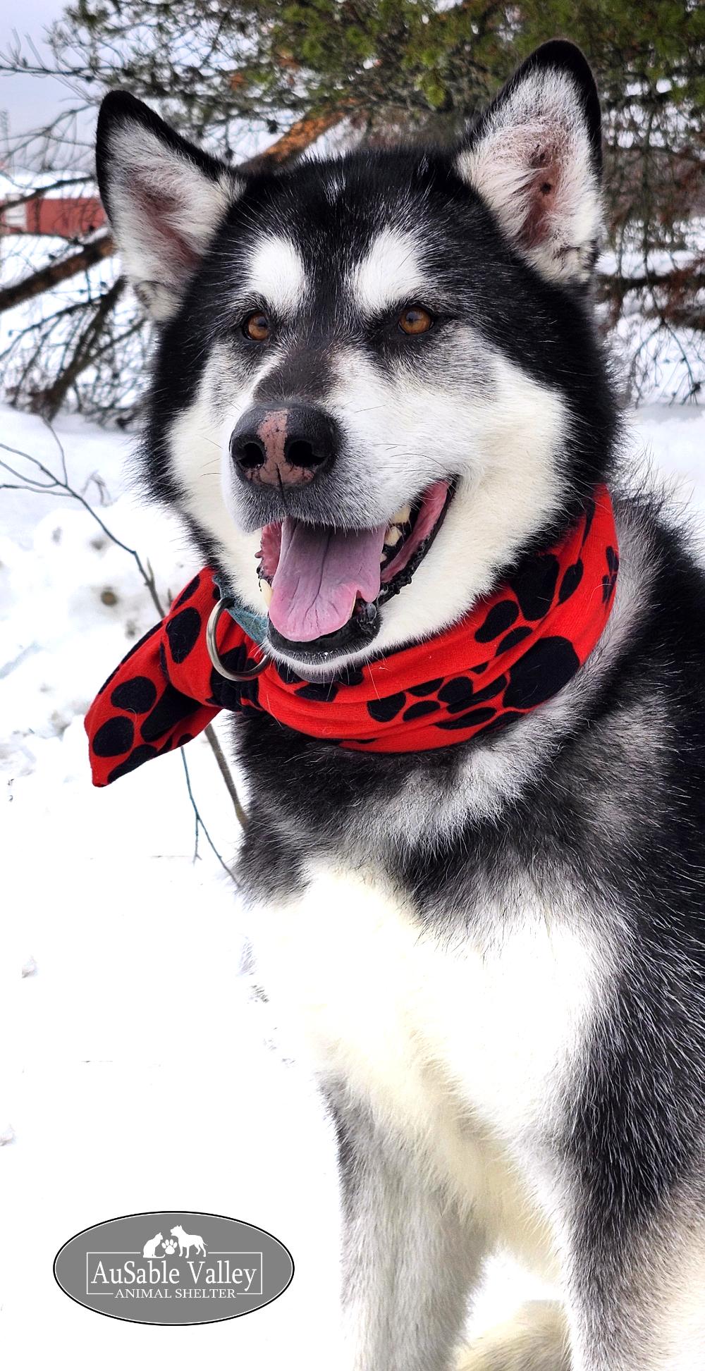 Enlarge Rocket, a Adoptable Alaskan Malamute in Grayling, MI image 4/6