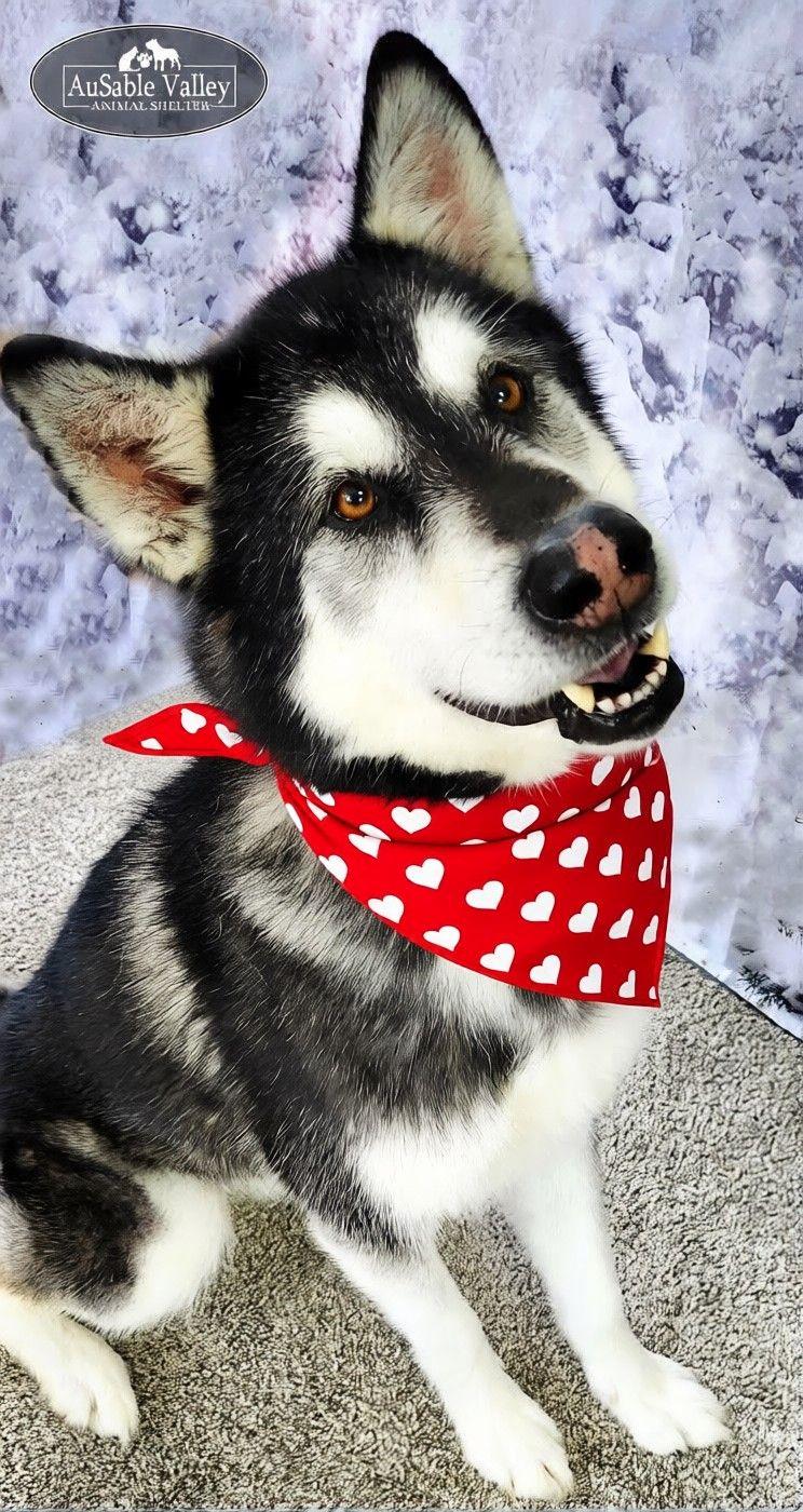 Rocket, a Adoptable Alaskan Malamute in Grayling, MI image 1/6