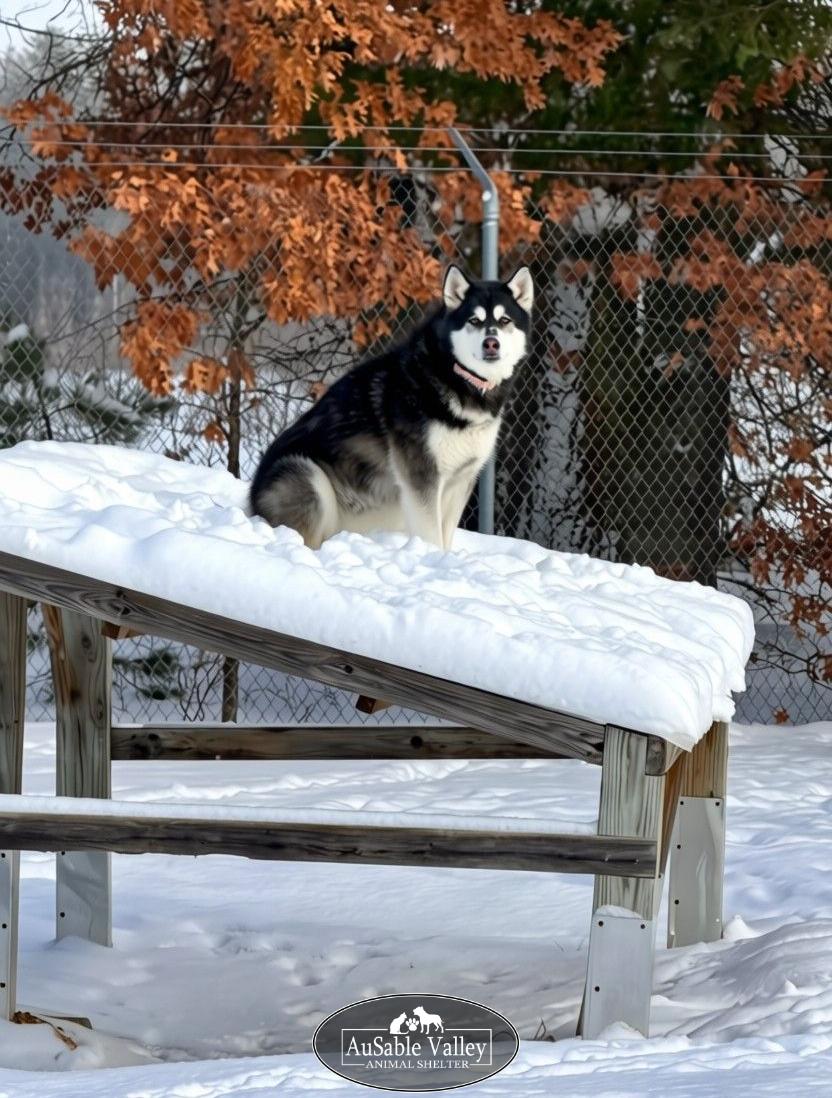 Rocket, a Adoptable Alaskan Malamute in Grayling, MI image 6/6