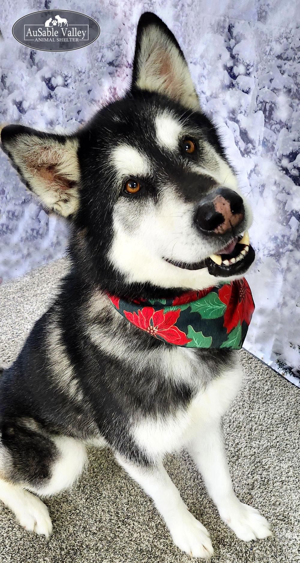 Enlarge Rocket, a Adoptable Alaskan Malamute in Grayling, MI image 3/6