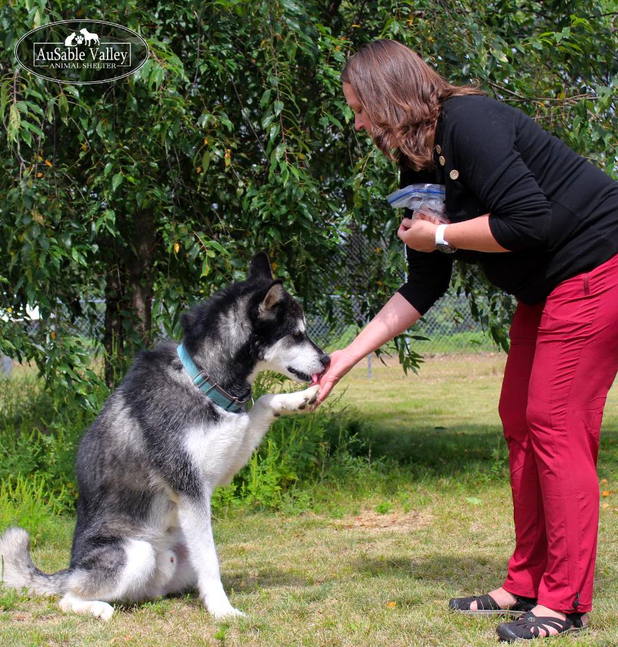 Enlarge Rocket, a Adoptable Alaskan Malamute in Grayling, MI image 4/6