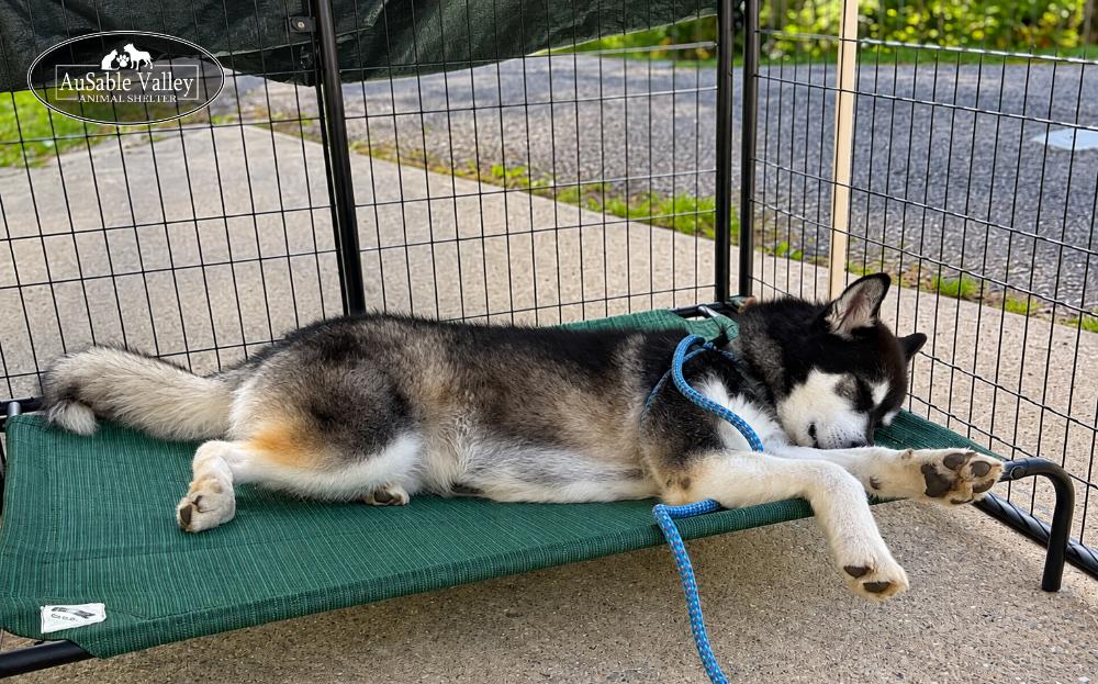 Enlarge Rocket, a Adoptable Alaskan Malamute in Grayling, MI image 6/6