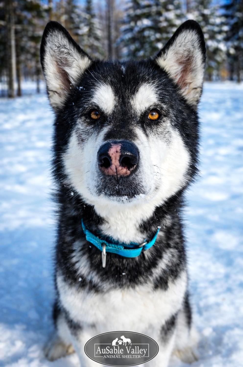 Enlarge Rocket, a Adoptable Alaskan Malamute in Grayling, MI image 2/6