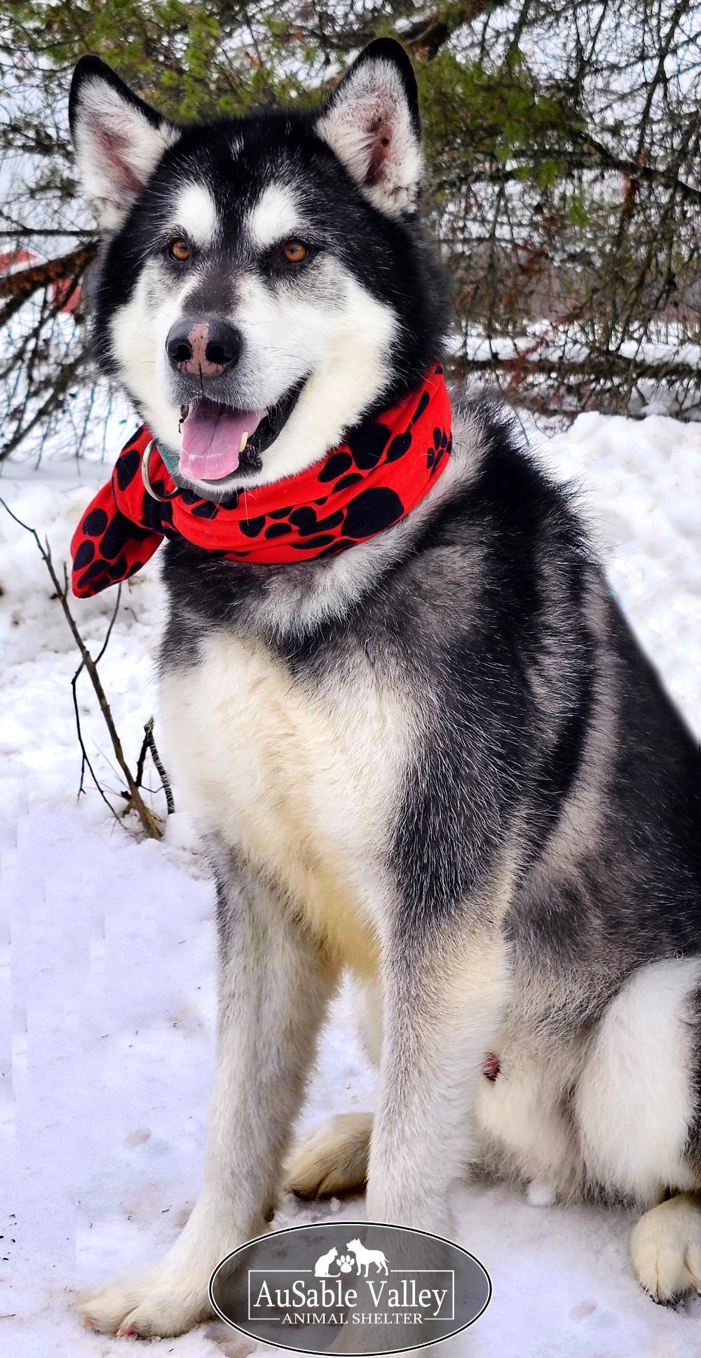 Enlarge Rocket, a Adoptable Alaskan Malamute in Grayling, MI image 3/6