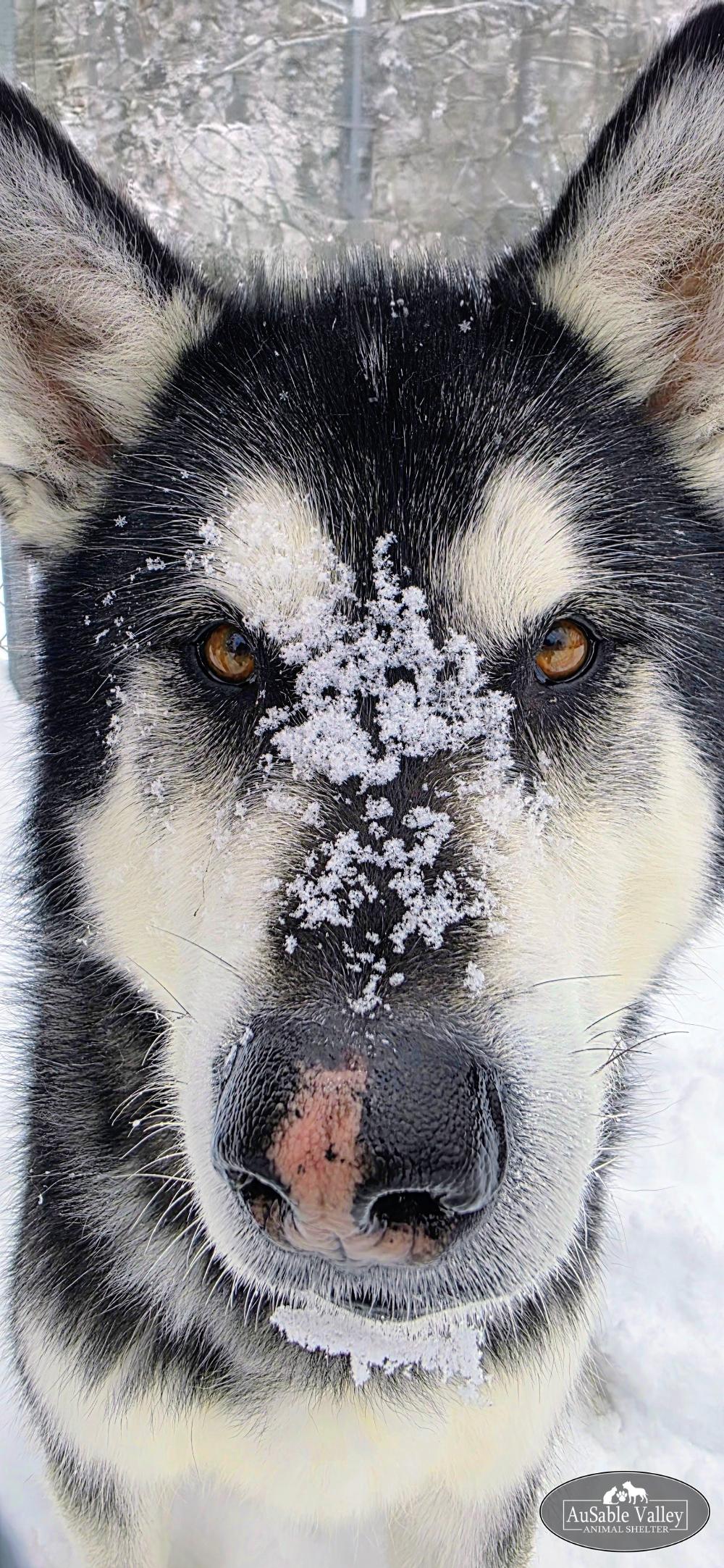 Enlarge Rocket, a Adoptable Alaskan Malamute in Grayling, MI image 6/6