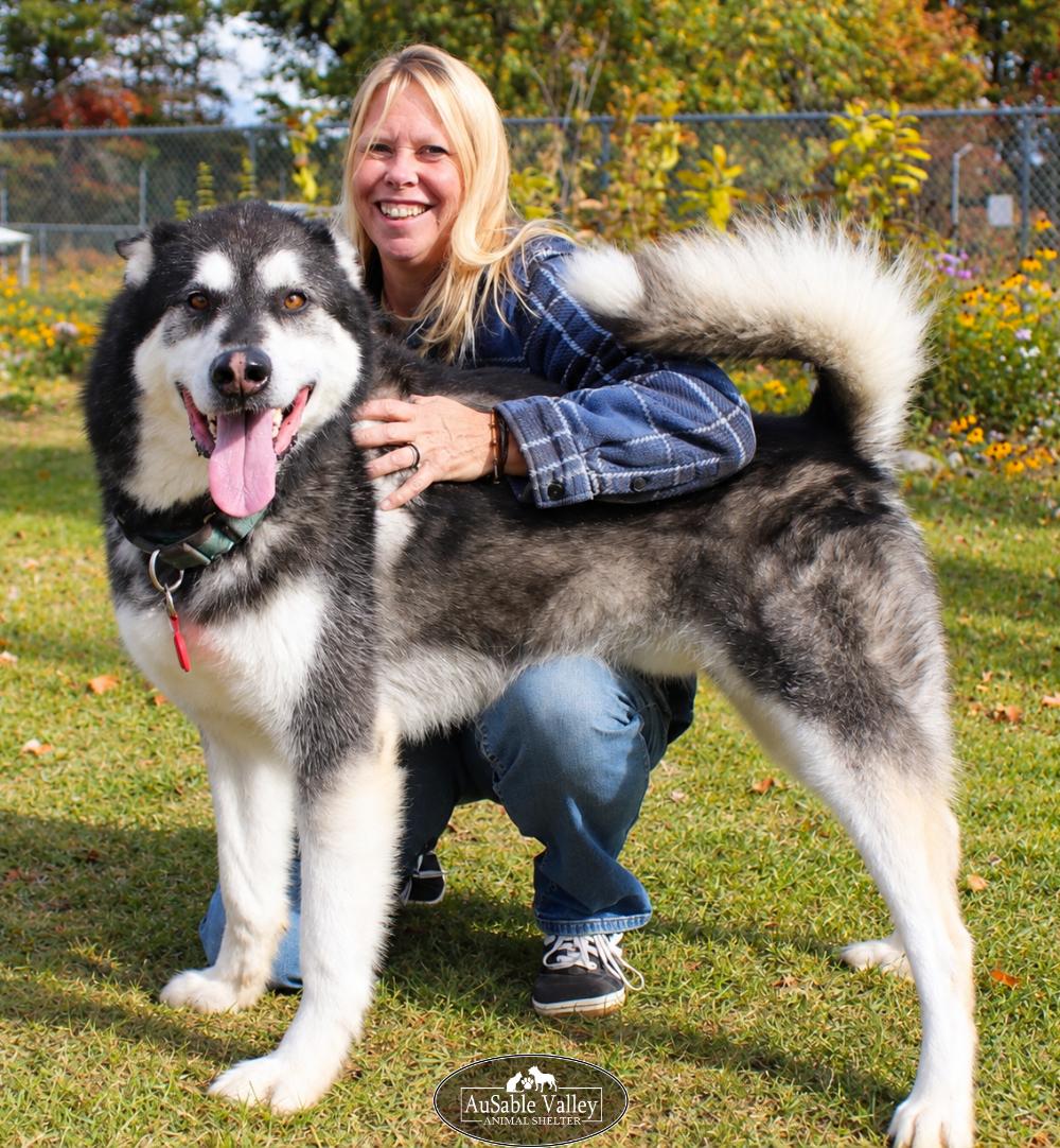 Enlarge Rocket, a Adoptable Alaskan Malamute in Grayling, MI image 2/6