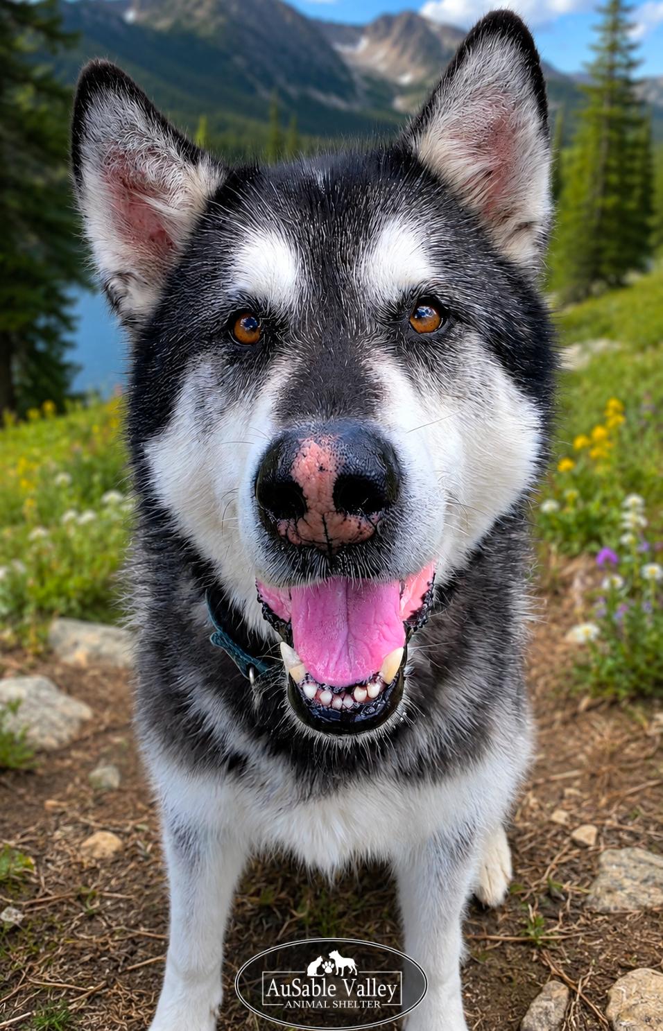 Enlarge Rocket, a Adoptable Alaskan Malamute in Grayling, MI image 5/6