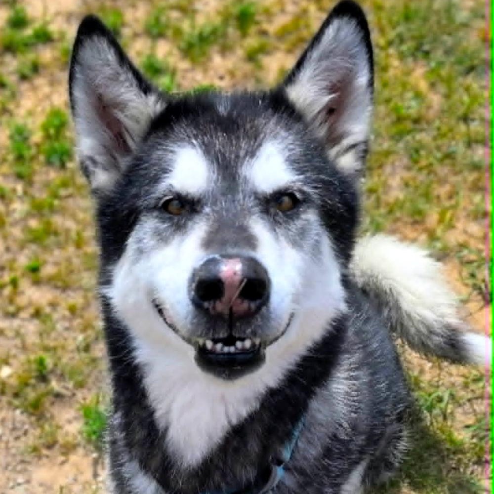 Enlarge Rocket, a Adoptable Alaskan Malamute in Grayling, MI image 1/6