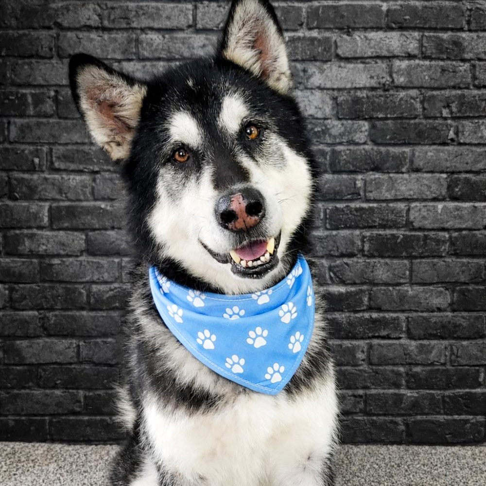 Rocket, Adoptable, Adult Male Alaskan Malamute.