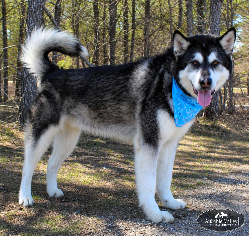 Rocket, Adoptable, Adult Male Alaskan Malamute.