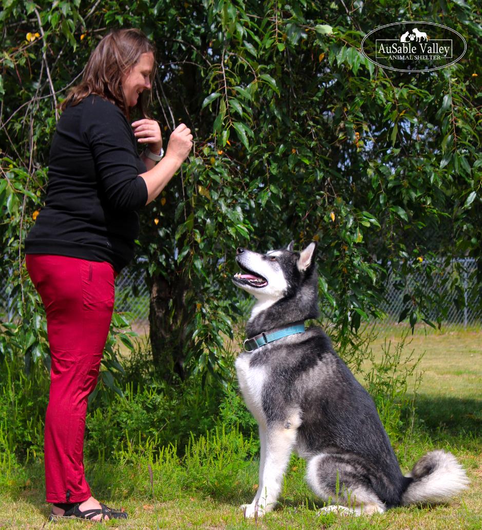 Enlarge Rocket, a Adoptable Alaskan Malamute in Grayling, MI image 3/6