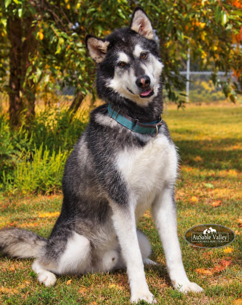 Rocket, Adoptable, Adult Male Alaskan Malamute.