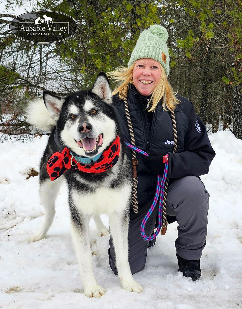 Rocket, Adoptable, Adult Male Alaskan Malamute.
