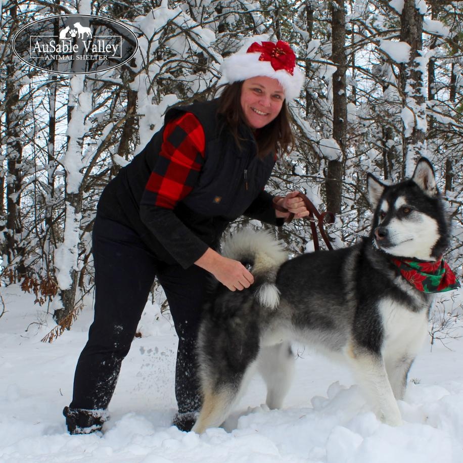 Rocket, Adoptable, Adult Male Alaskan Malamute.