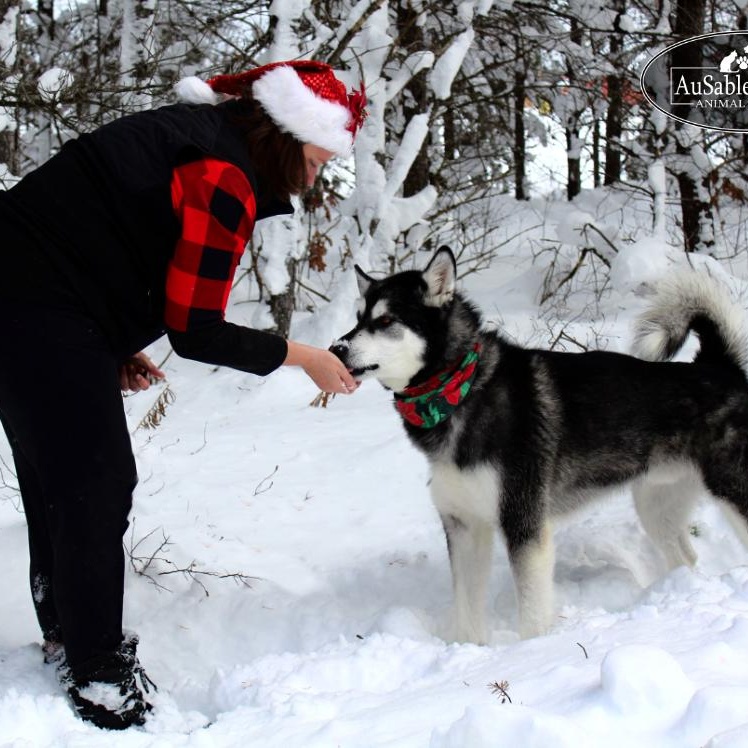 Enlarge Rocket, a Adoptable Alaskan Malamute in Grayling, MI image 4/6