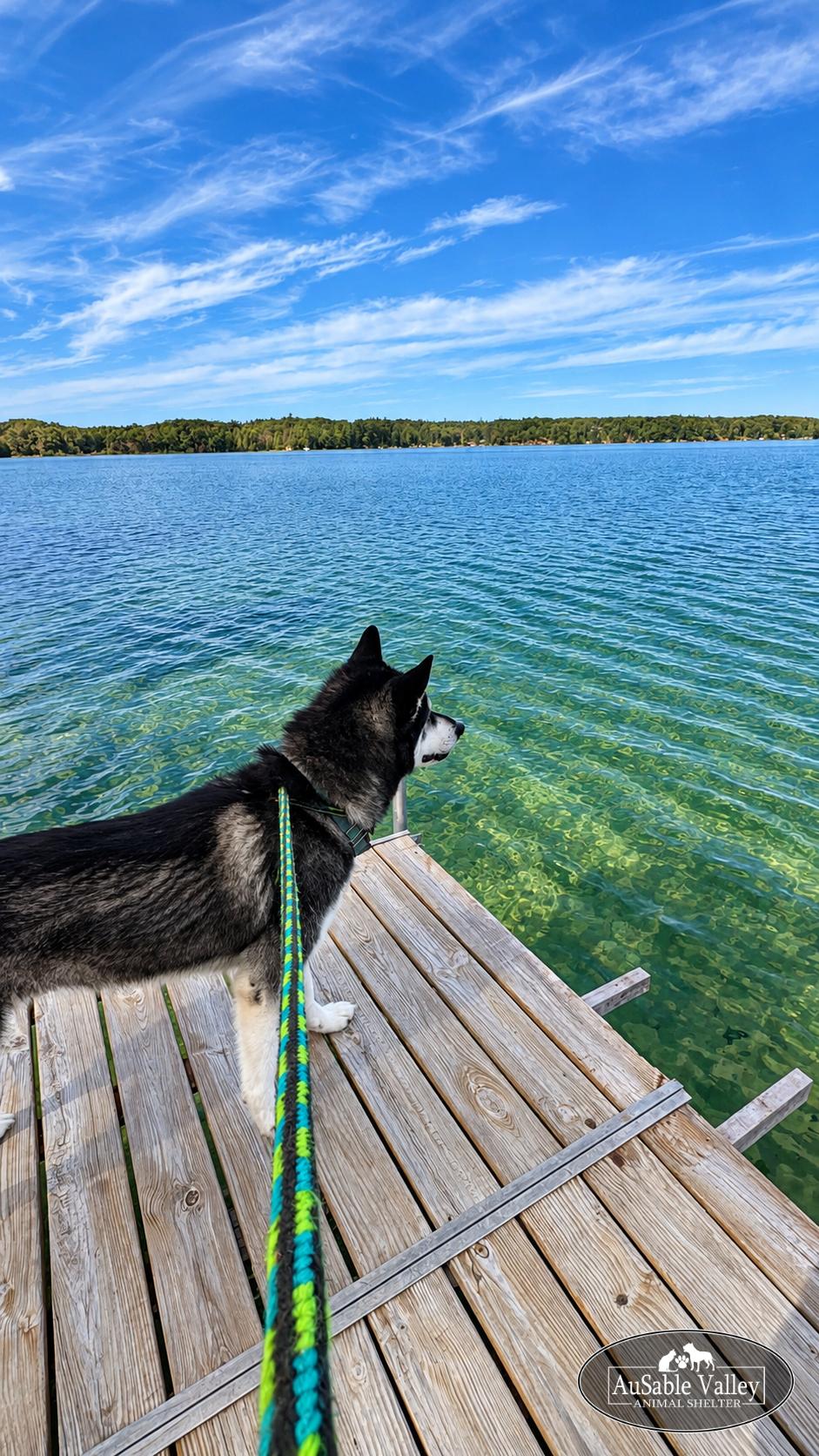 Enlarge Rocket, a Adoptable Alaskan Malamute in Grayling, MI image 5/6
