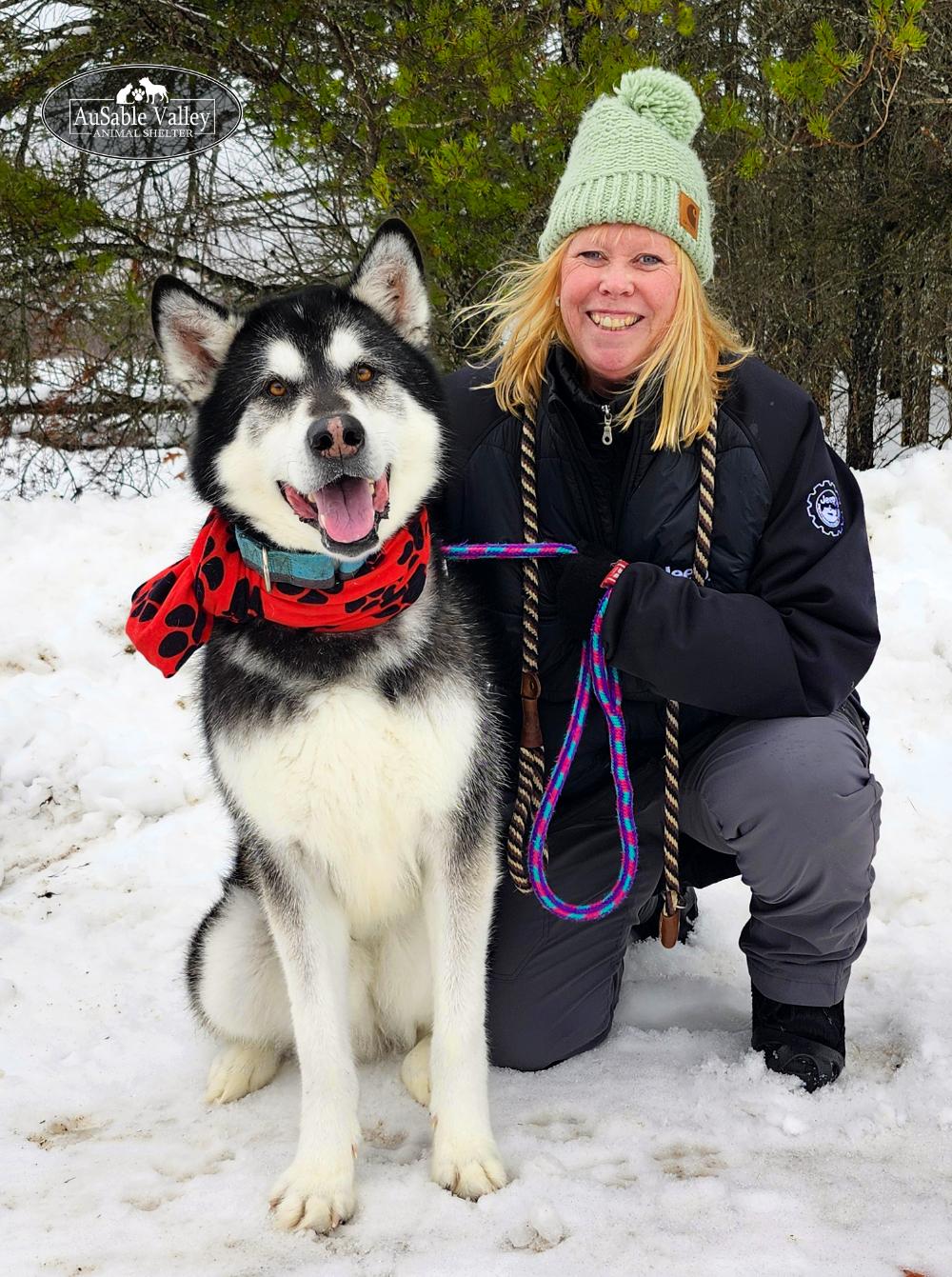 Enlarge Rocket, a Adoptable Alaskan Malamute in Grayling, MI image 6/6