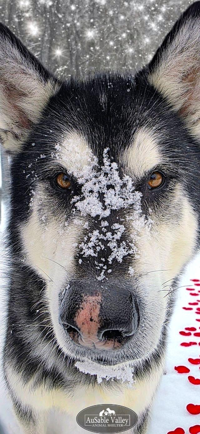 Enlarge Rocket, a Adoptable Alaskan Malamute in Grayling, MI image 5/6