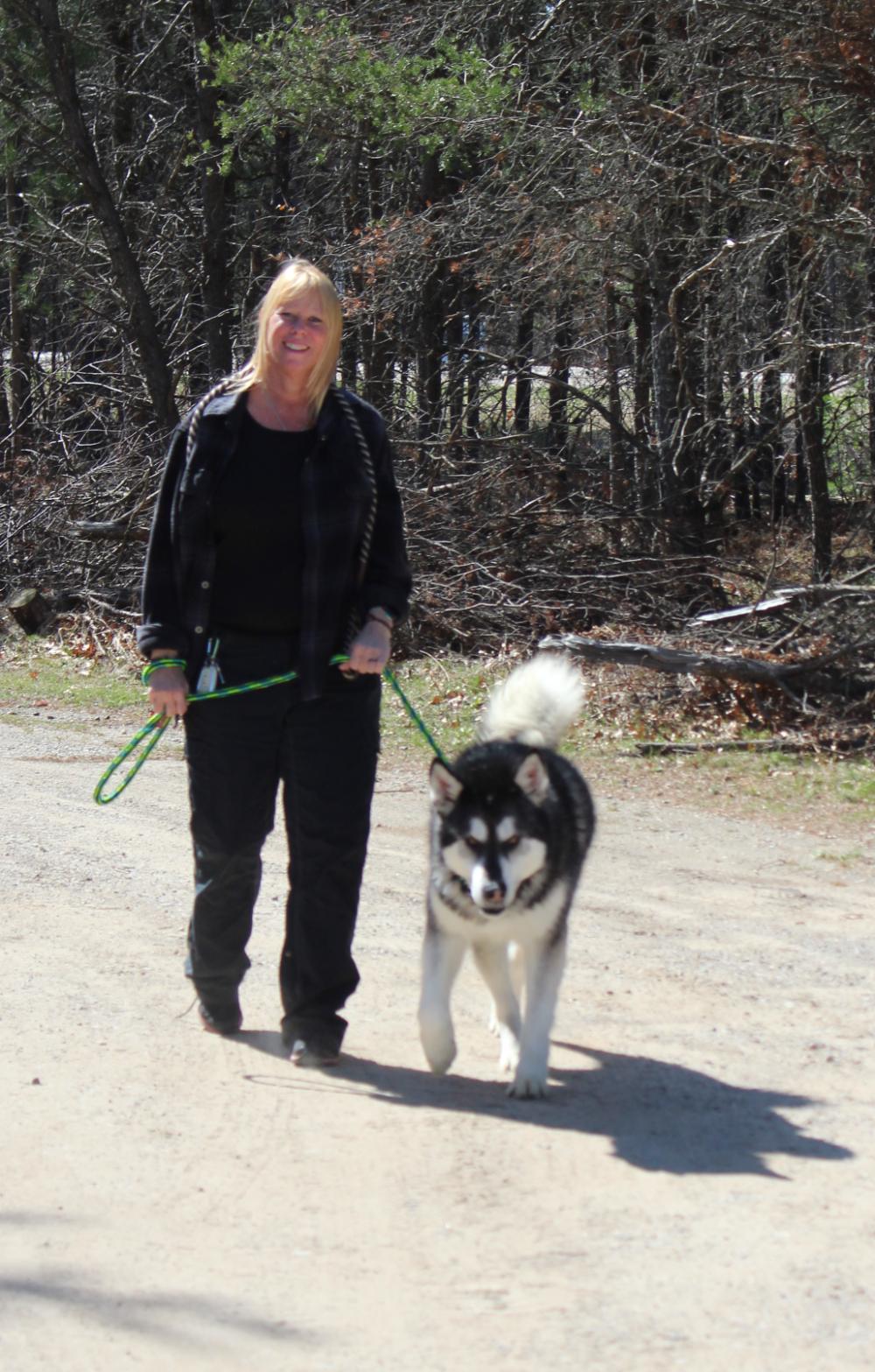 Rocket, a Adoptable Alaskan Malamute in Grayling, MI image 4/6
