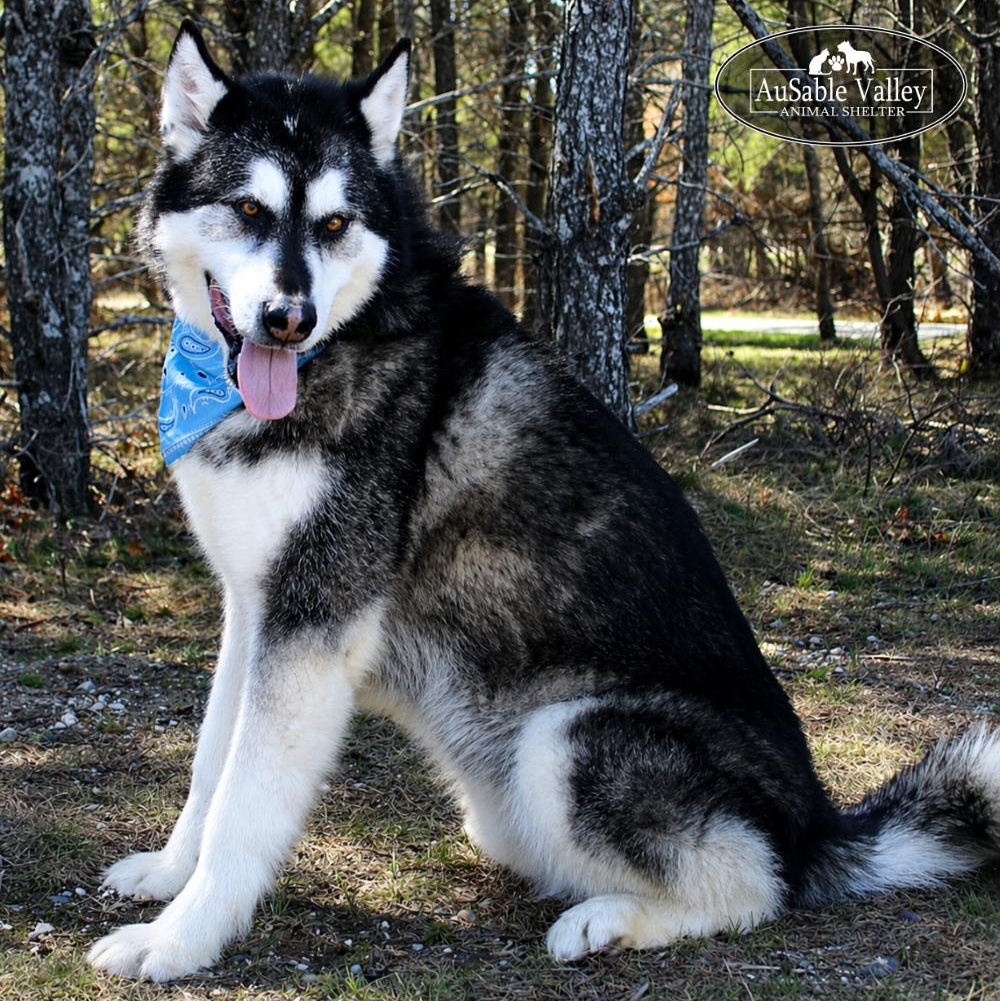 Rocket, a Adoptable Alaskan Malamute in Grayling, MI image 5/6