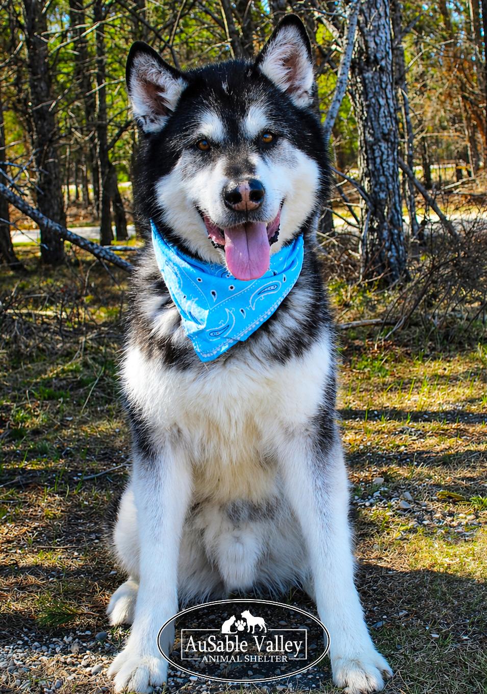 Rocket, a Adoptable Alaskan Malamute in Grayling, MI image 2/6