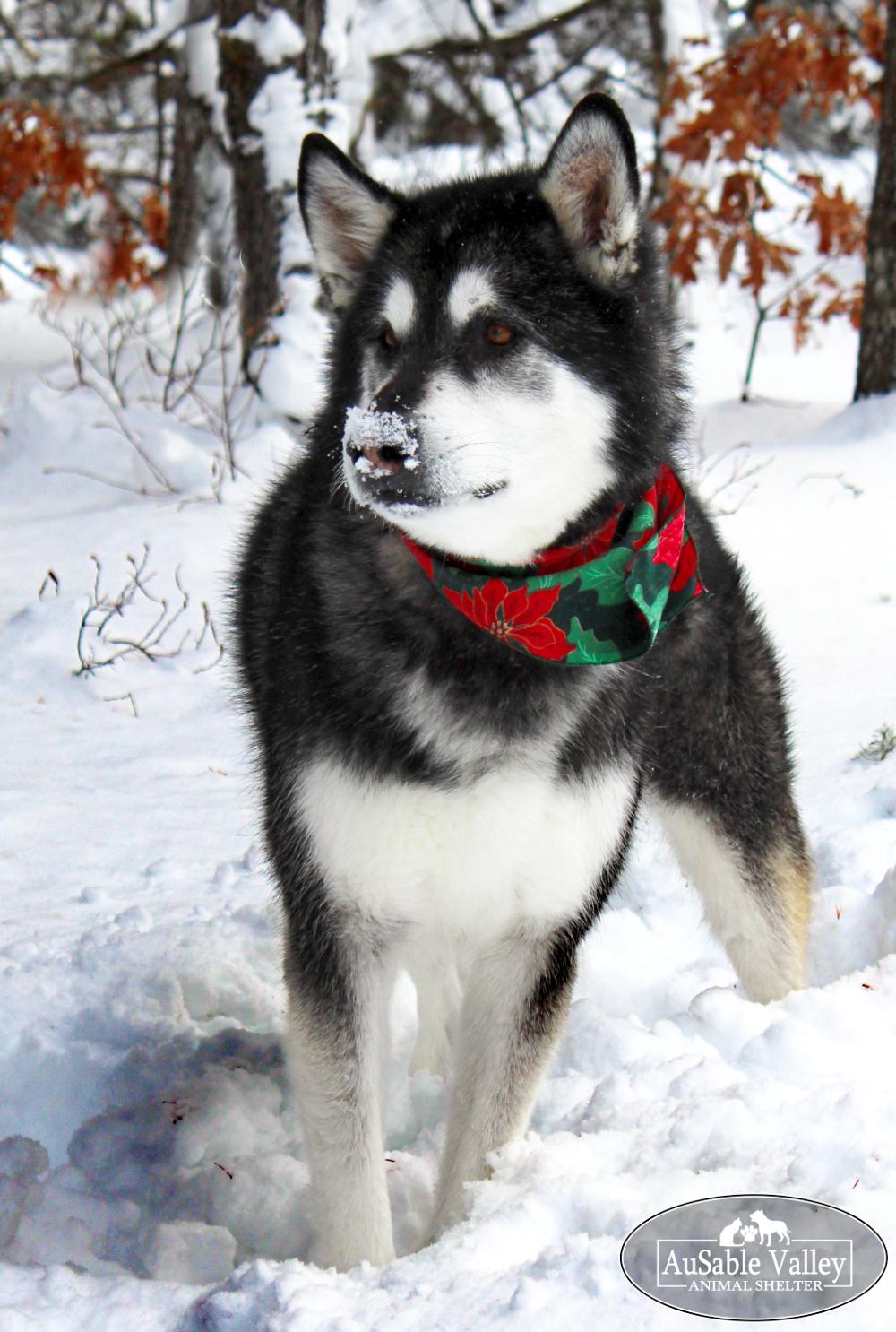 Enlarge Rocket, a Adoptable Alaskan Malamute in Grayling, MI image 5/6