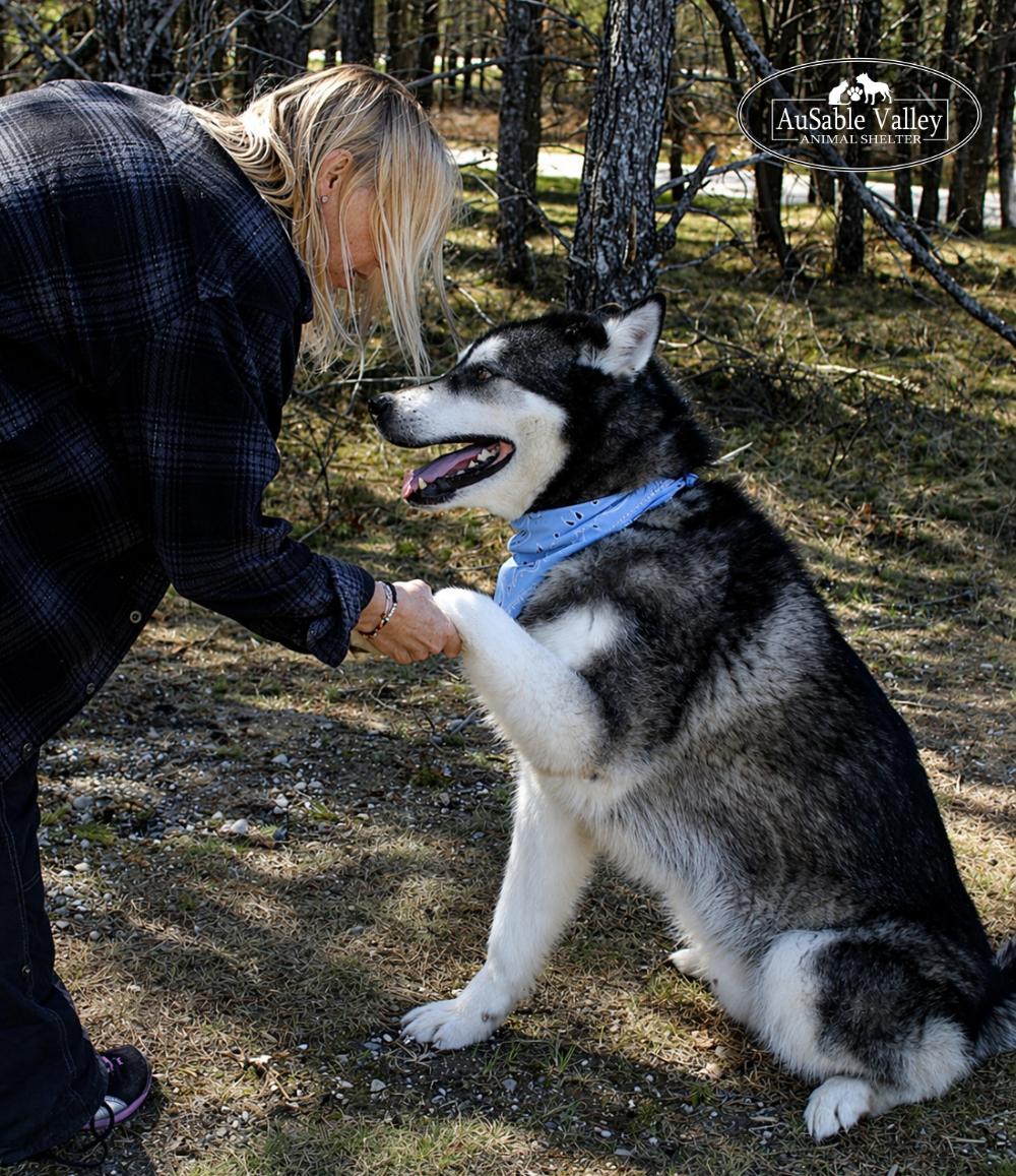 Rocket, a Adoptable Alaskan Malamute in Grayling, MI image 6/6