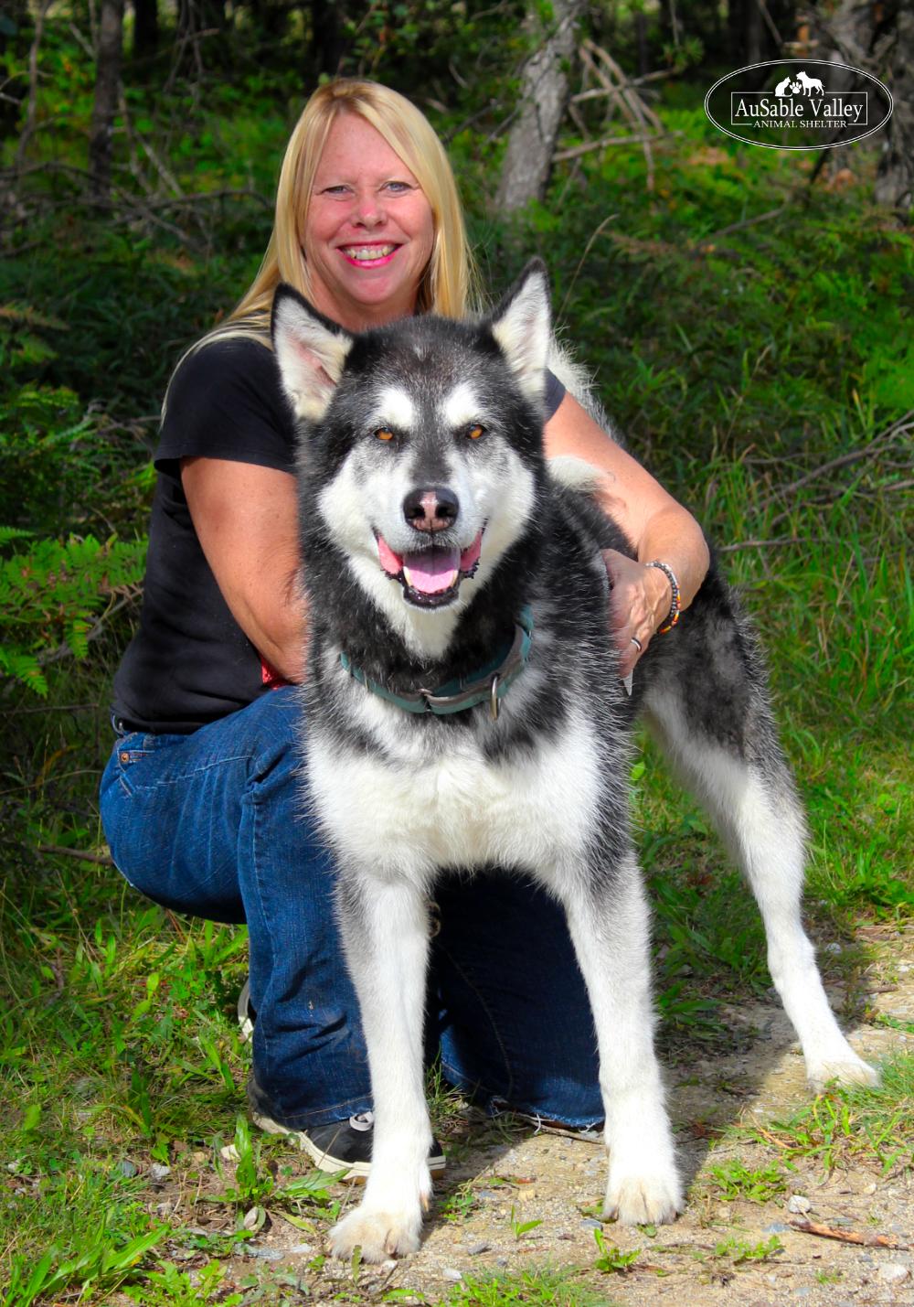 Enlarge Rocket, a Adoptable Alaskan Malamute in Grayling, MI image 6/6