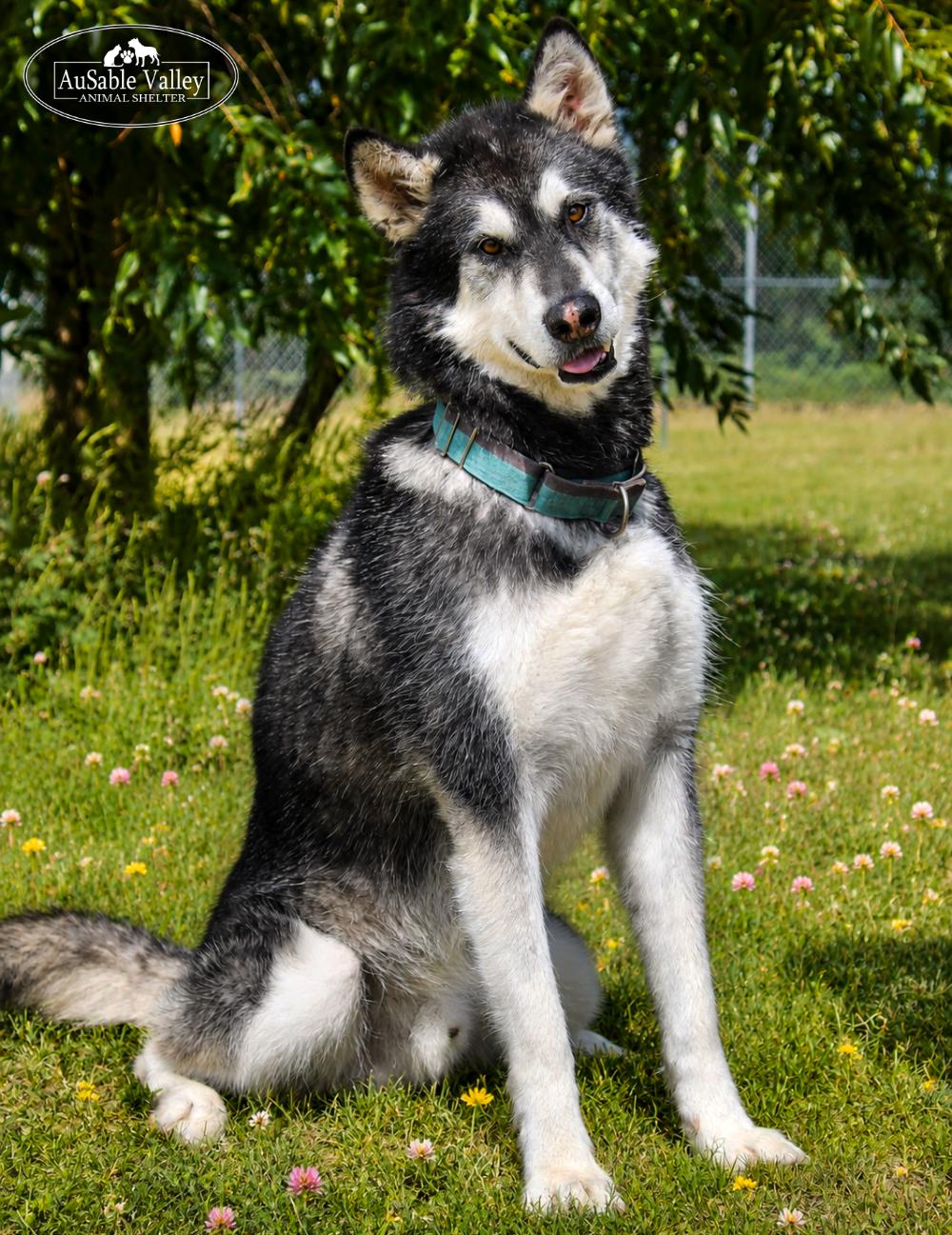 Enlarge Rocket, a Adoptable Alaskan Malamute in Grayling, MI image 2/6