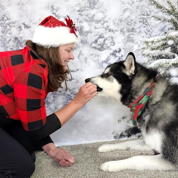 Enlarge Rocket, a Adoptable Alaskan Malamute in Grayling, MI image 2/6