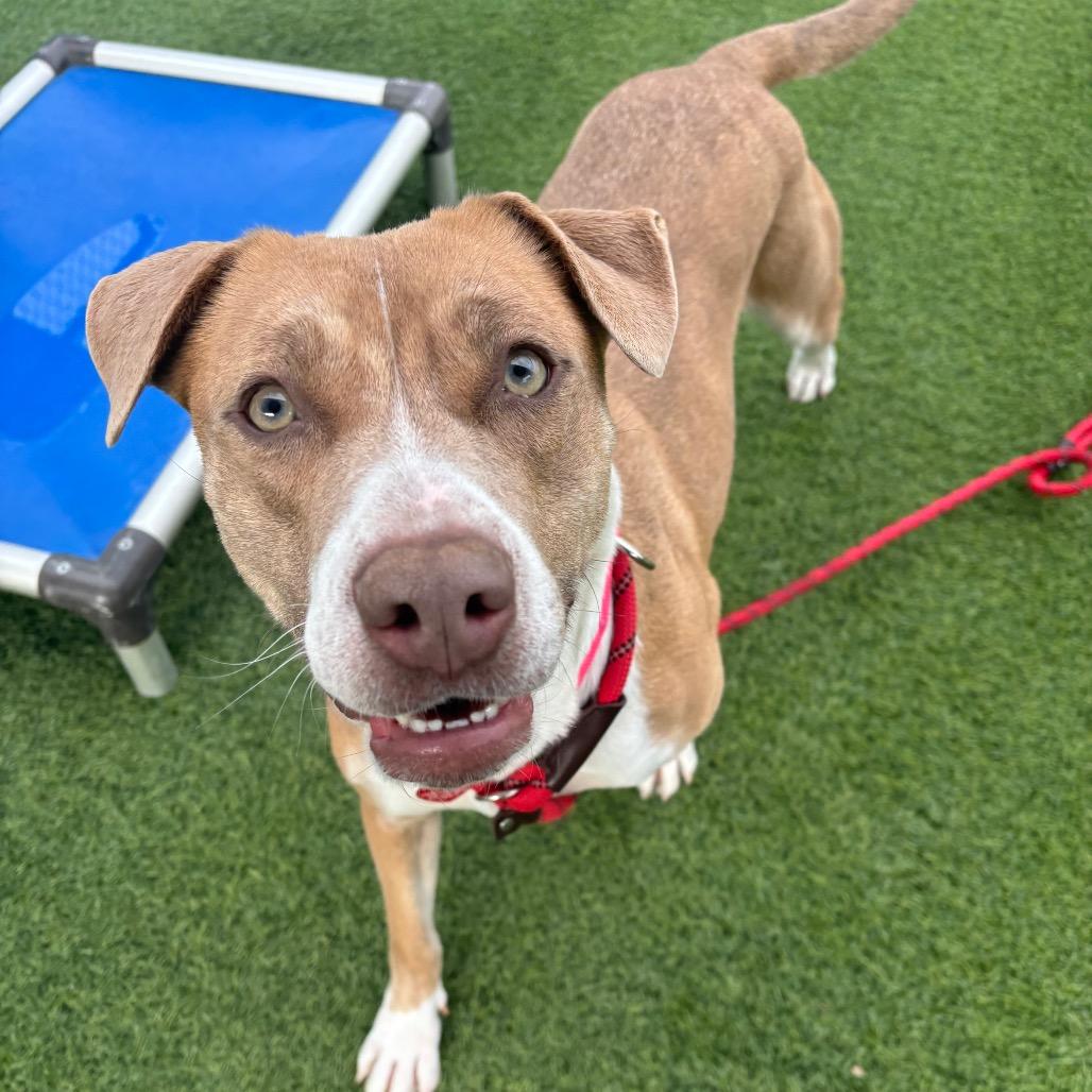 Suzy A2188646, a Adoptable Pit Bull Terrier in Mission Hills, CA image 2/6