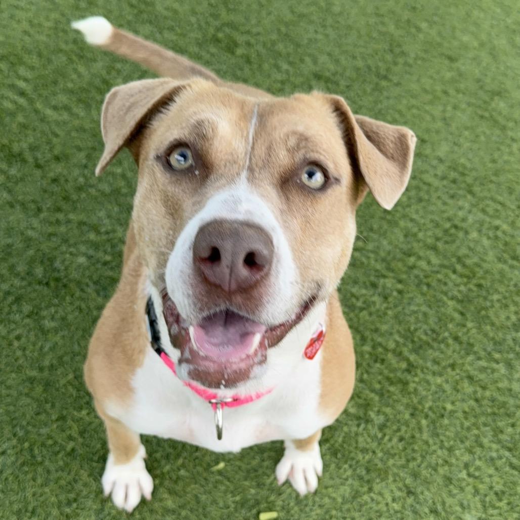 Suzy A2188646, a Adoptable Pit Bull Terrier in Mission Hills, CA image 3/6