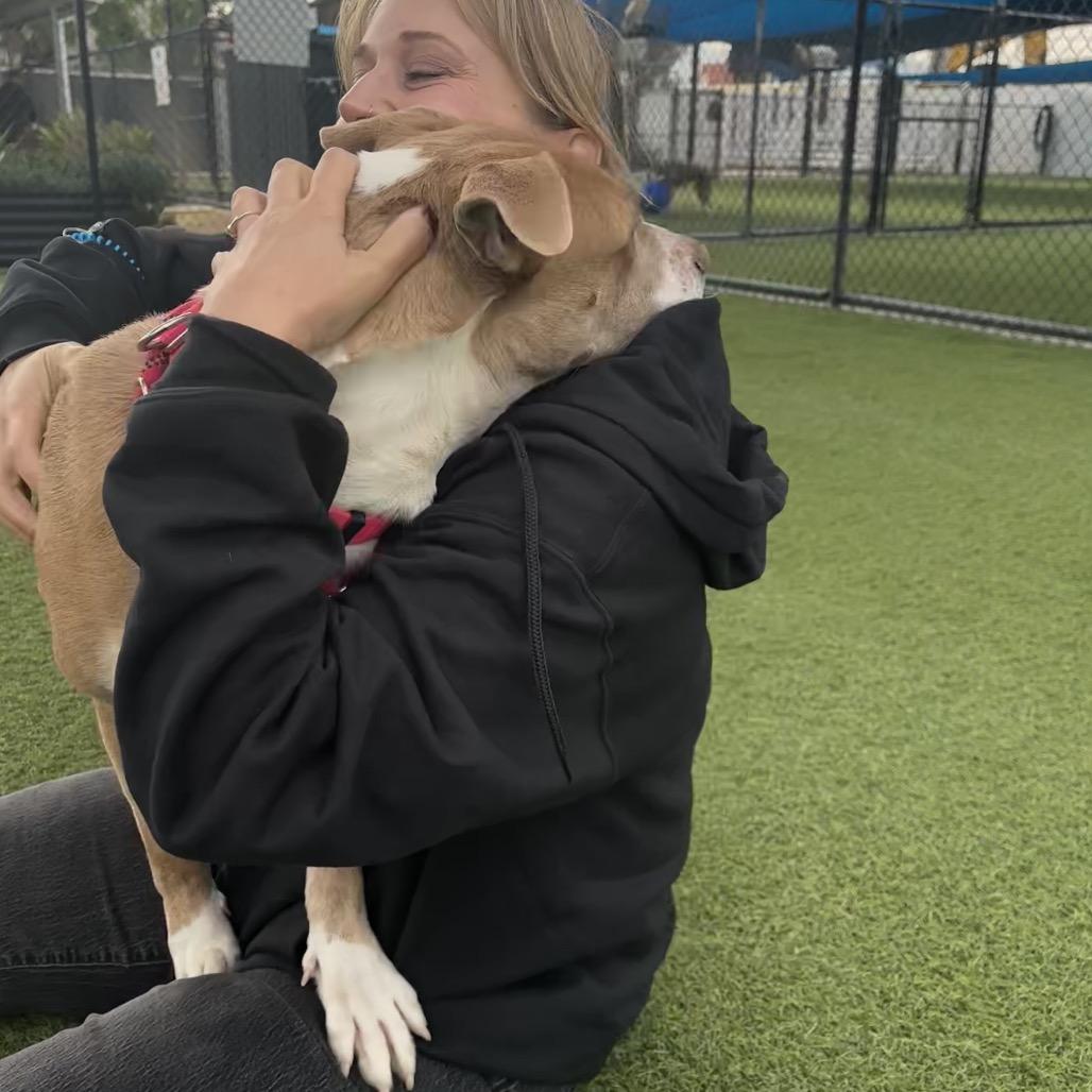 Suzy A2188646, a Adoptable Pit Bull Terrier in Mission Hills, CA image 5/6