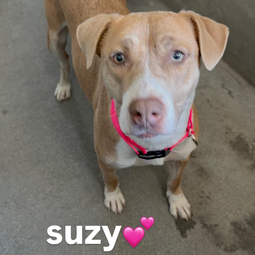 Suzy A2188646, a Adoptable Pit Bull Terrier in Mission Hills, CA image 6/6