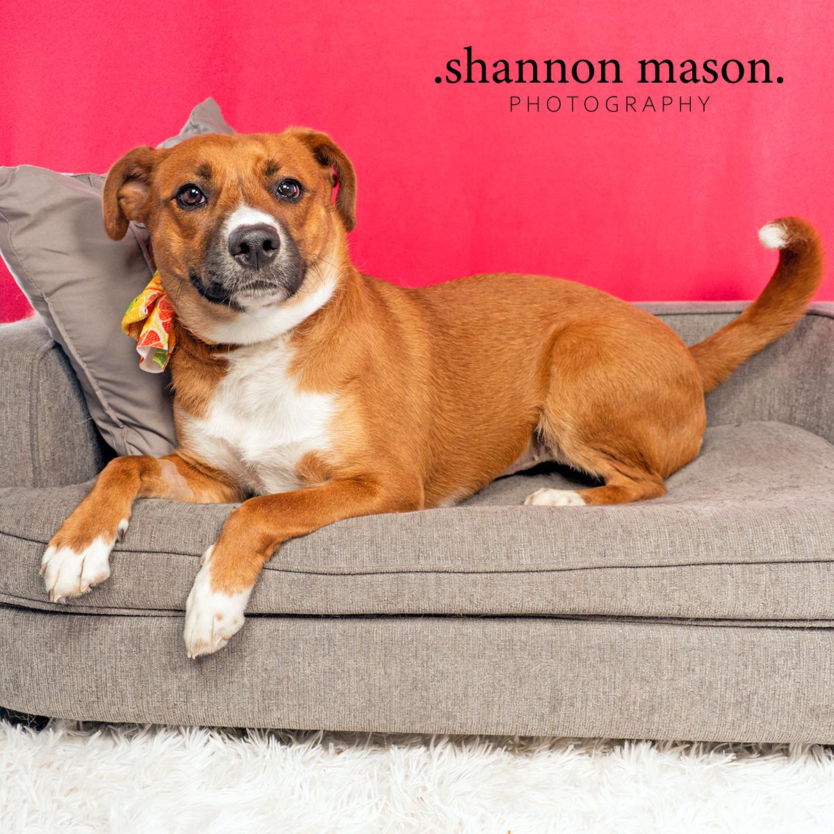A Path 4 Paws Dog Rescue: Transforming Lives, One Pup at a Time