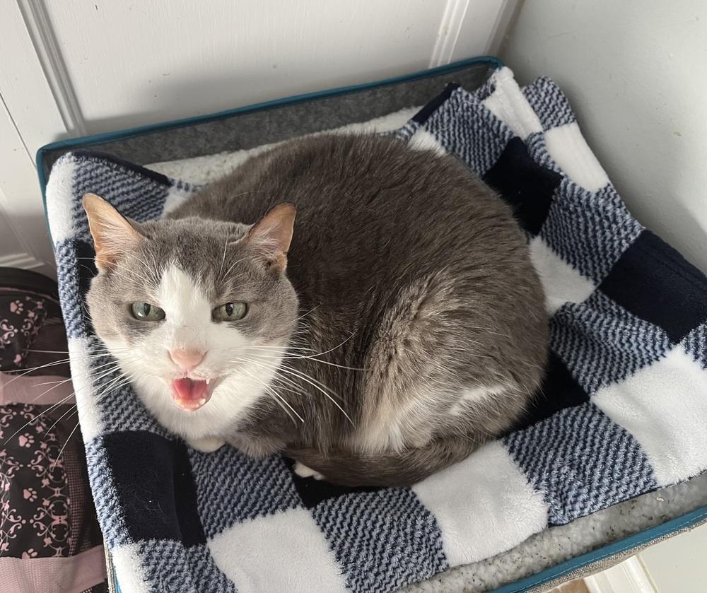 Katy, Adopted, Senior Female Domestic Short Hair.