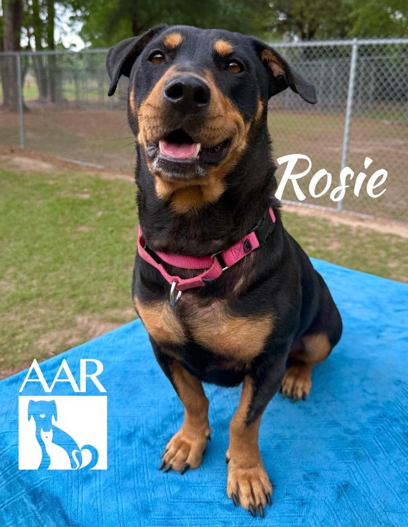 Rosie, Adoptable, Adult Female Rottweiler & Beagle.