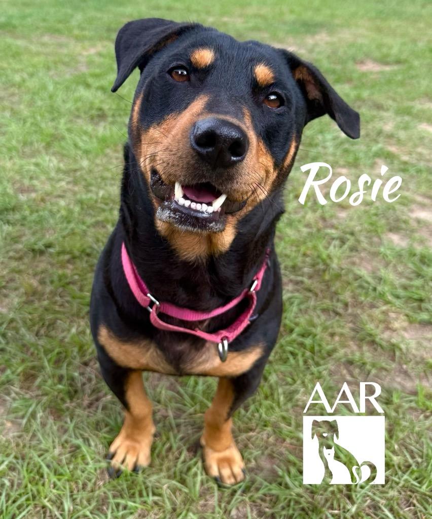 Rosie, a Adoptable mixed breed in Magnolia, TX image 2/4