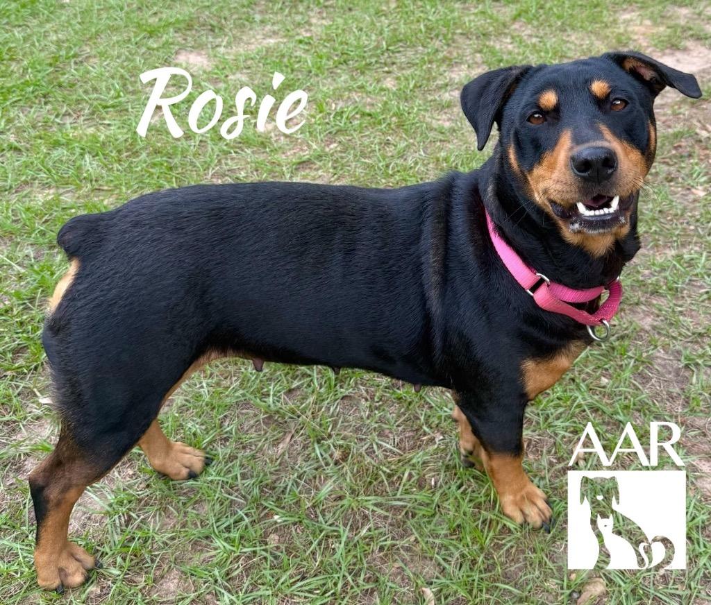 Rosie, a Adoptable mixed breed in Magnolia, TX image 3/4