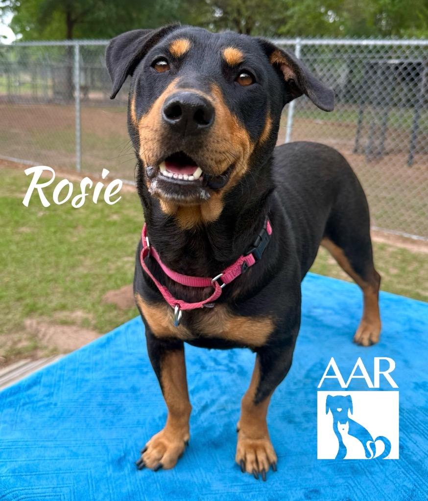 Rosie, a Adoptable mixed breed in Magnolia, TX image 4/4