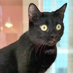 SANSA, adopted, Young Female Domestic Short Hair.