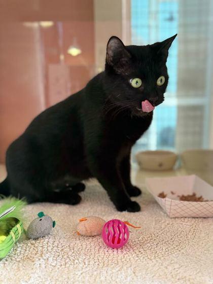 SANSA, an adopted mixed breed in Fernandina Beach, FL image 2/3