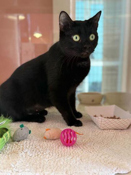 SANSA, an adopted mixed breed in Fernandina Beach, FL image 3/3