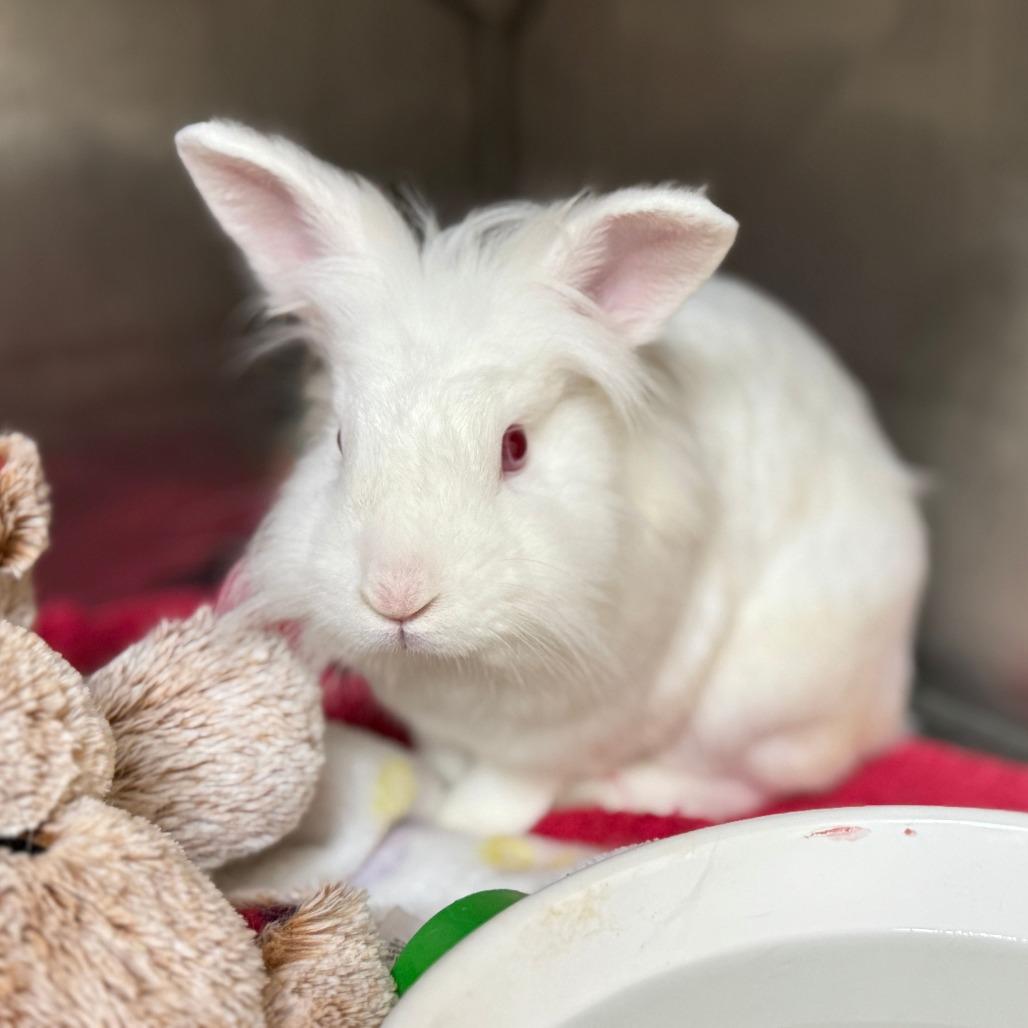 Enlarge Fahrenheit, a Adoptable Lionhead in Richmond, CA image 3/6
