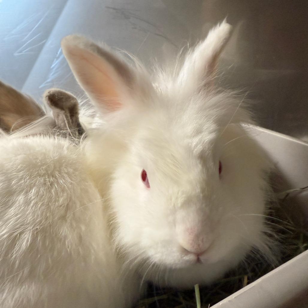 Enlarge Fahrenheit, a Adoptable Lionhead in Richmond, CA image 5/6