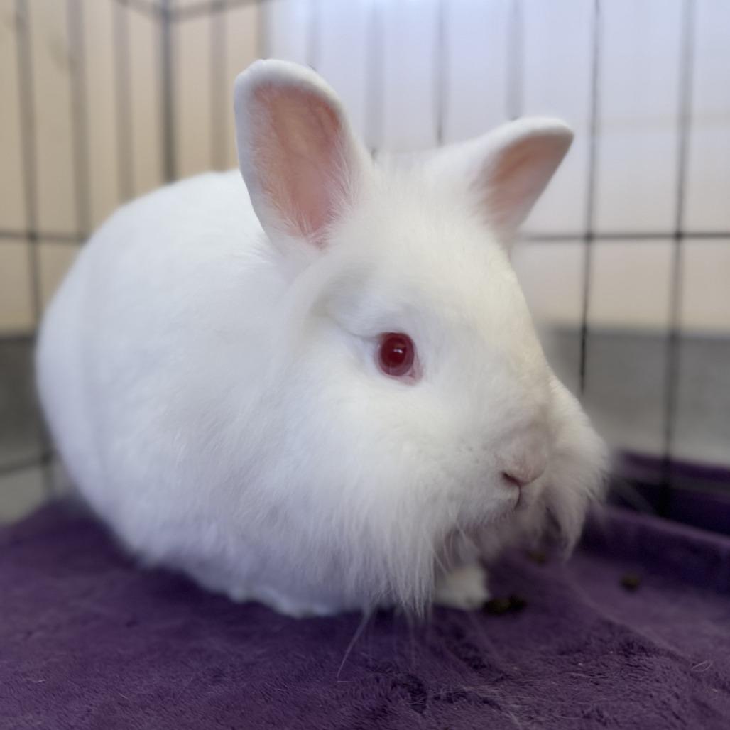 Enlarge Fahrenheit, a Adoptable Lionhead in Richmond, CA image 6/6